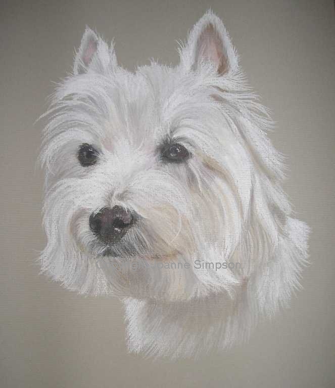 Westie portrait by Joanne Simpson